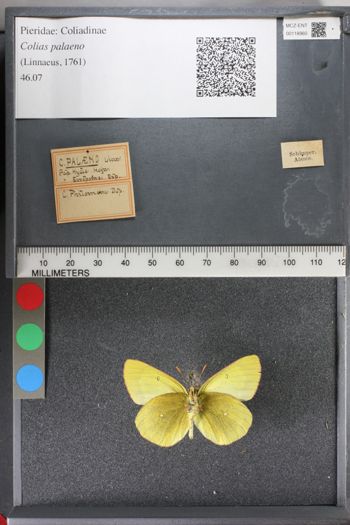 Media type: image;   Entomology 118960